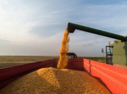 grain storage and preservation