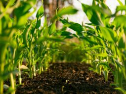 Nathan Michael Smith