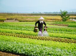 sustainable farming strategies