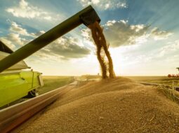 Modern agricultural equipment harvesting and transferring grain in a large field during sunset, showcasing advanced farming operations.